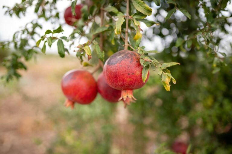 Odla granatäpple i Sverige ~ Plantera frö från frukt