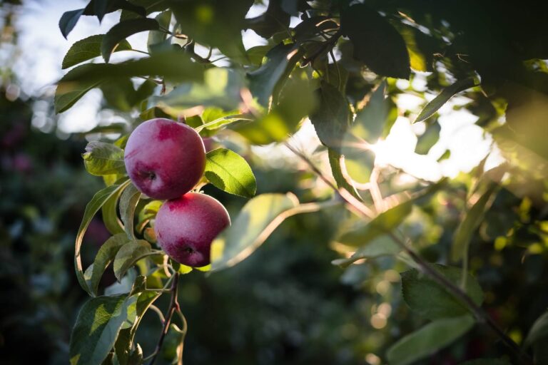 Plantera äpple träd från kärna ~ Steg för steg